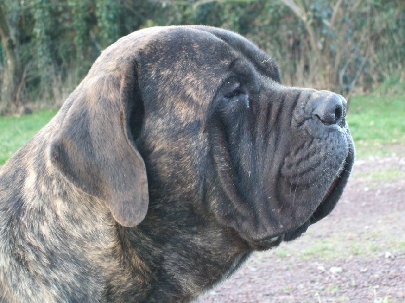 Bartok bramley apple Brullemail